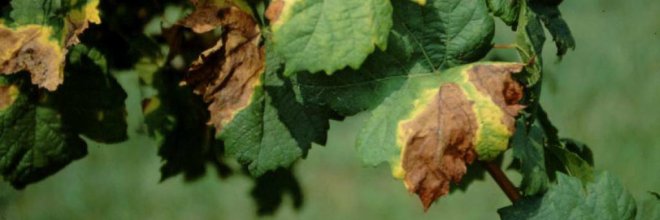 Xylella fastidiosa nevű baktérium terjedésének megakadályozásáról