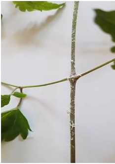 Forrás: Takács Attila