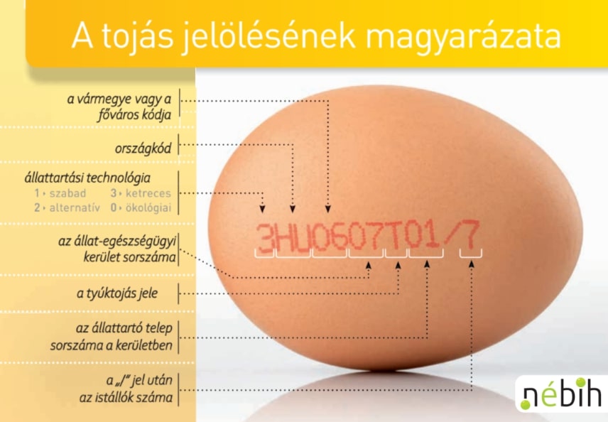 pecsét tojás féreg hogyan kell kezelni a férgeket felnőtt tablettákban