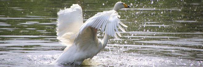 Európai madárinfluenza helyzet 2025 ősz