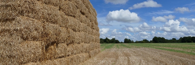Széna és szalma importja és tranzitja Magyarországra és az EU-ba