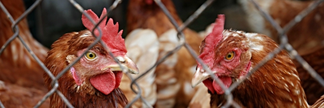 Sikeres volt a madárinfluenza járvány elleni harc, indulhat az újratelepítés
