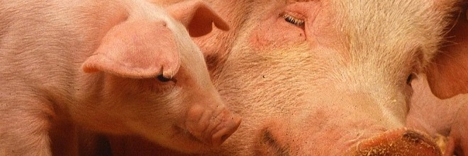 Rövid ismertető az afrikai sertéspestisről és közép-európai megjelenésének veszélyéről