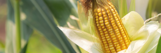 A Nébih fajtakísérleti hálózatában aflatoxin szennyezettségtől mentes kukoricát is termesztettek