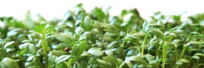 Növényfajta kísérletek, fajtaelismerés