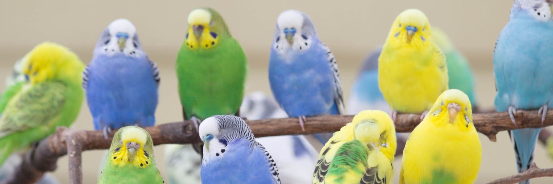 Fogságban tartott madarak szállításának, utaztatásának, mozgatásának feltételei