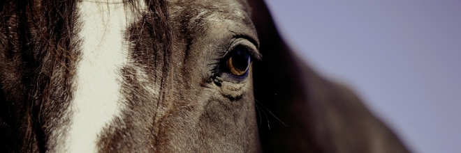 Tájékoztatás lovak fertőző kevésvérűségének járványügyi helyzetéről 1. – 2016. március