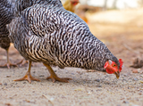 Nagylétszámú tojótyúk-állományon söpört végig a madárinfluenza Bács-Kiskun megyében