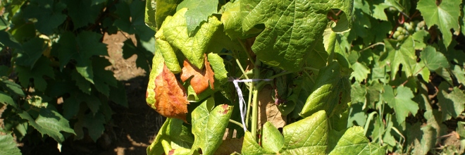Két újabb borvidéket veszélyeztet a szőlő aranyszínű sárgaság betegséget okozó fitoplazma