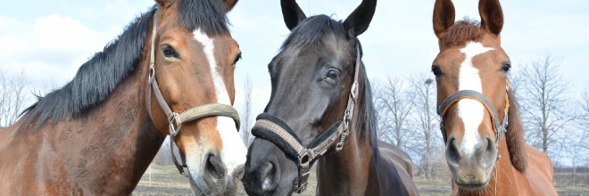 Ló fertőző vérszegénysége vagy fertőző vérszegénysége lovaknál