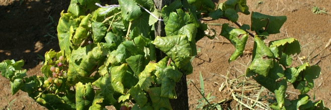 Újabb borvidékeket veszélyeztet a szőlő aranyszínű sárgaság betegség