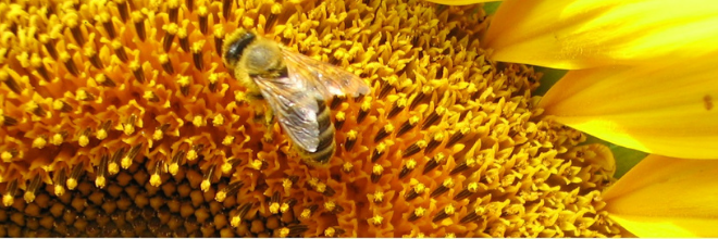 Hamarosan lejár a méhcsaládszám változás bejelentésének határideje!