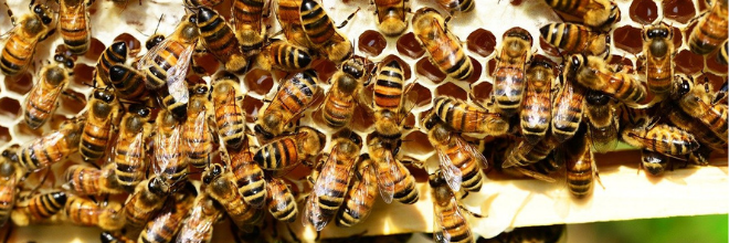 Nyilvános konzultáció a méhekre és a növényvédő szerekre vonatkozó útmutató-tervezettel kapcsolatban