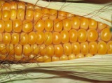 Védekezési felhívás kukoricamoly ellen