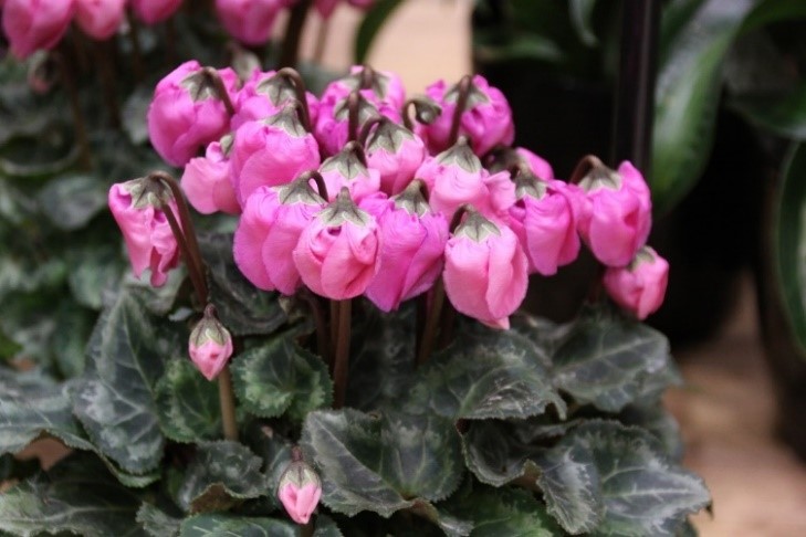 Cyclamen persicum ’Windbell Pink’