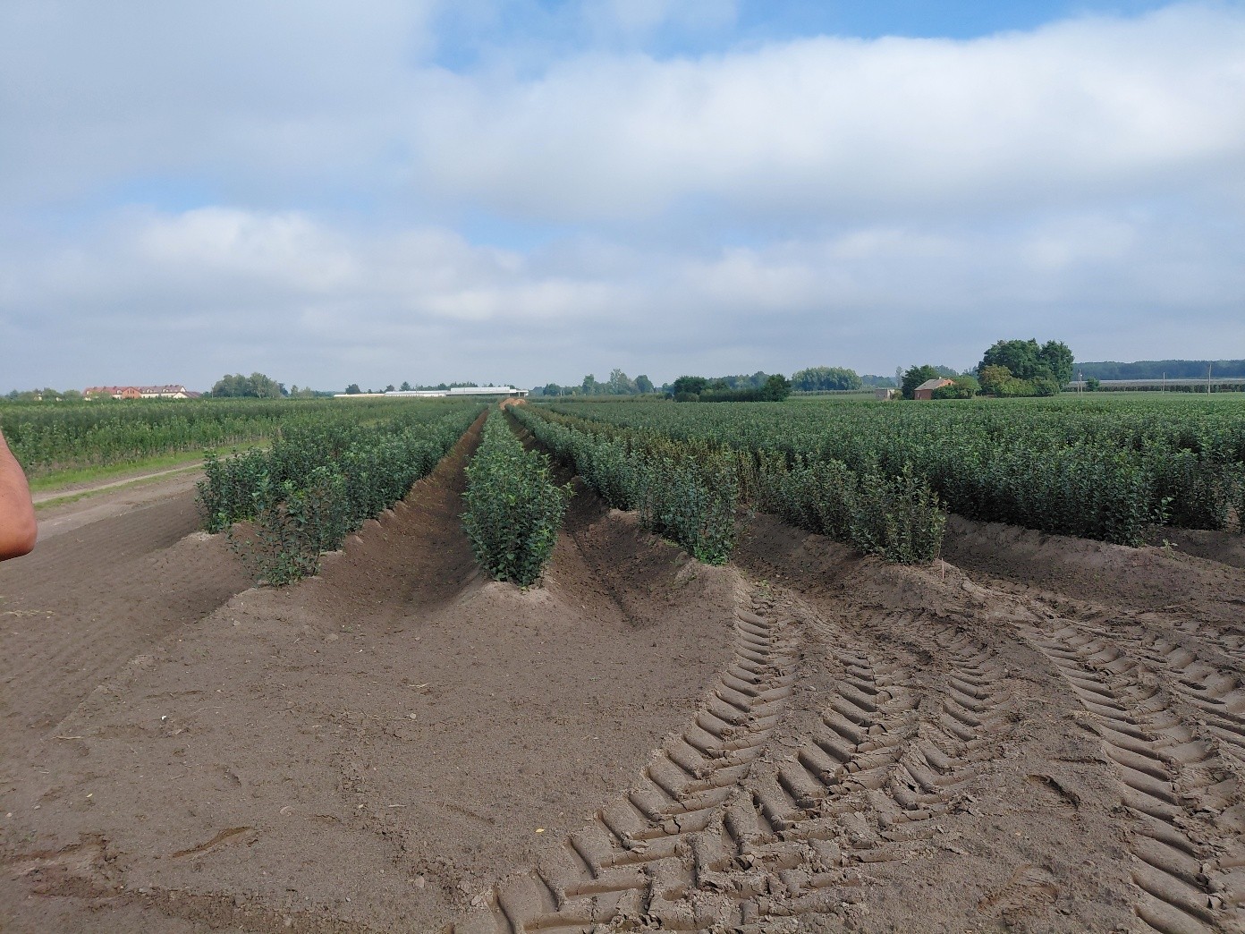Az AJ Apple faiskolájának anyatelepe