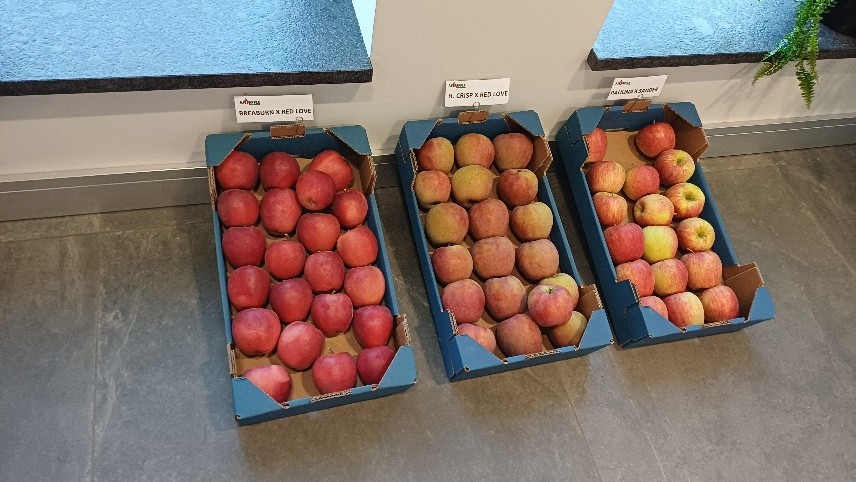 Az AJ Apple saját nemesítésű fajtái