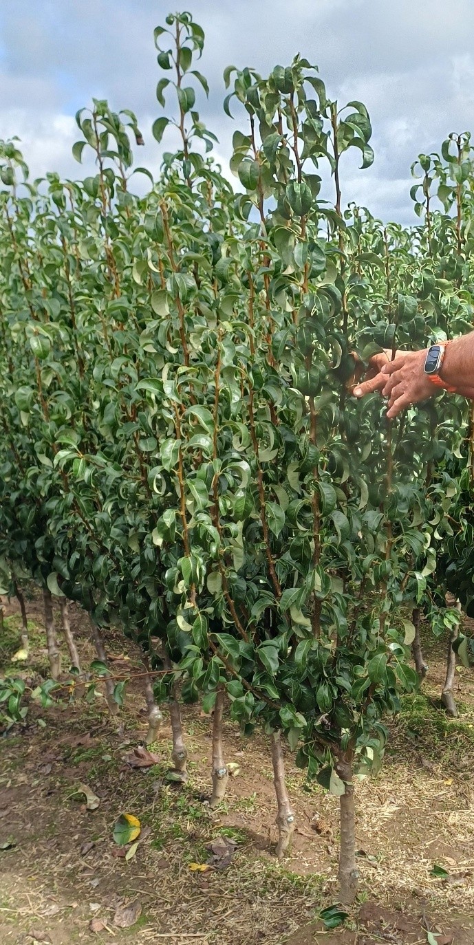 Körteoltványok a Dudek faiskolában