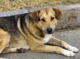 Veszett kutyát találtak Románia magyar határ menti területén