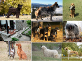 Hatósági ellenőrzések a kilenc magyar kutyafajta tenyésztőszervezeteinél