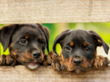 Kutyatartóknak indít online képzést a Nébih