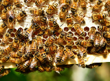 Folyamatos együttműködés és ökotoxikológiai kísérlet a méhek védelmében