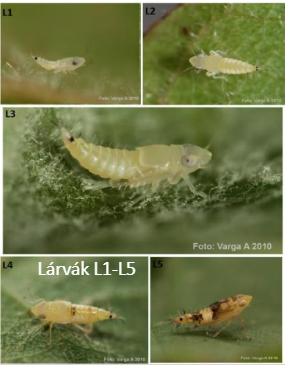 lárvák