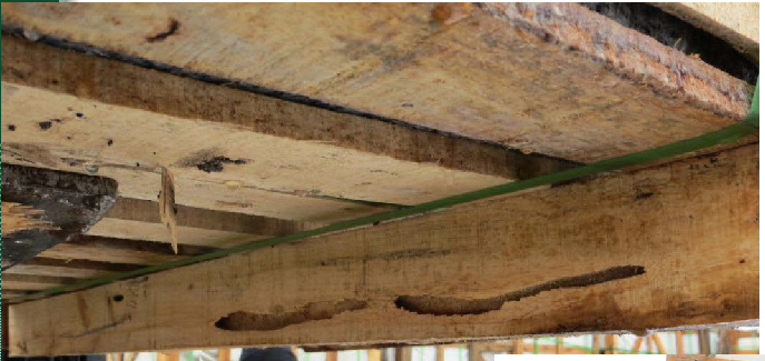 Apriona germari lárva kártétel