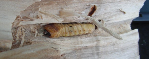 Apriona germari lárva fertőzött faanyagban