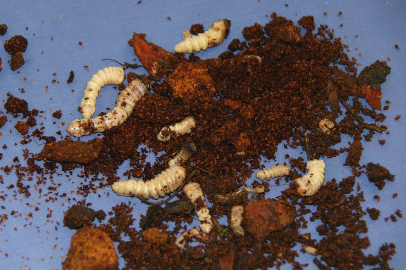 Aromia bungii lárvák