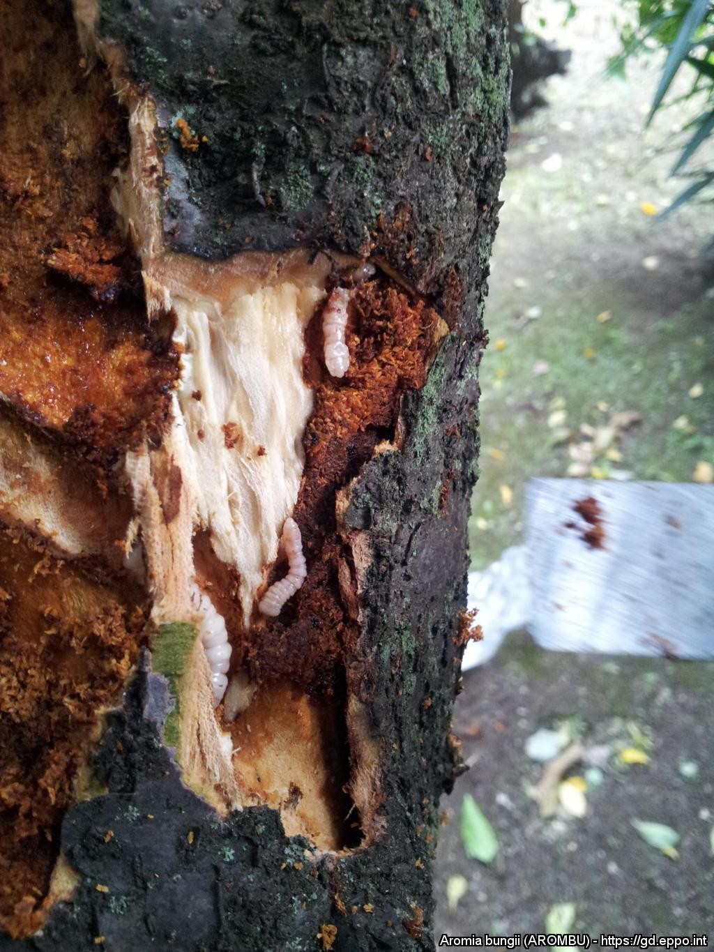 Aromia bungii lárva kártétel