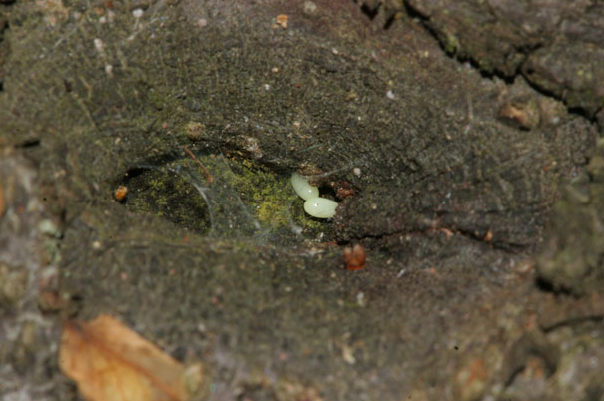 Aromia bungii tojások