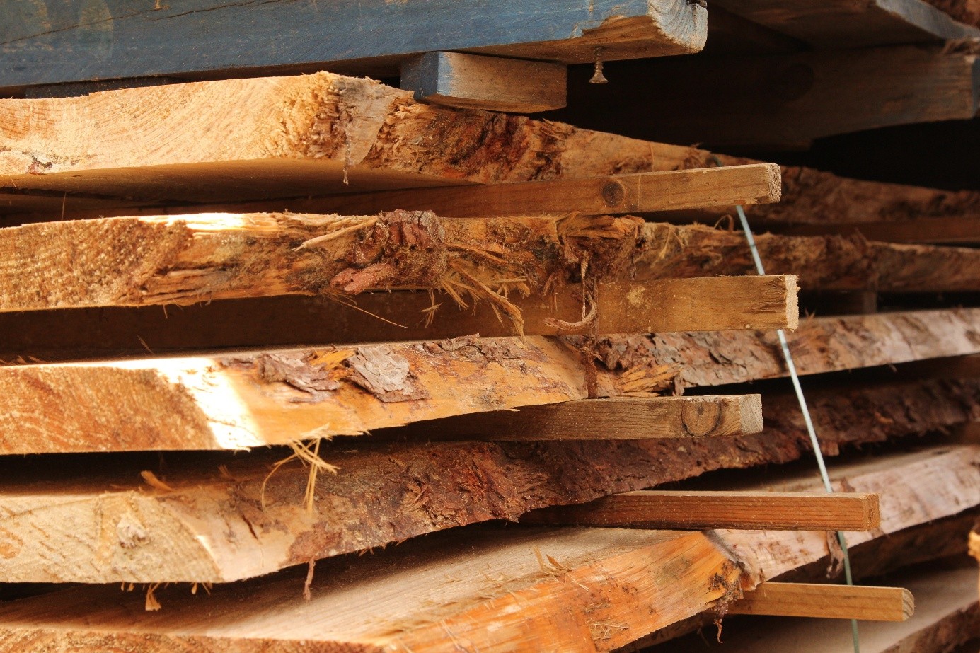 Kezeletlen és fertőzött faanyag