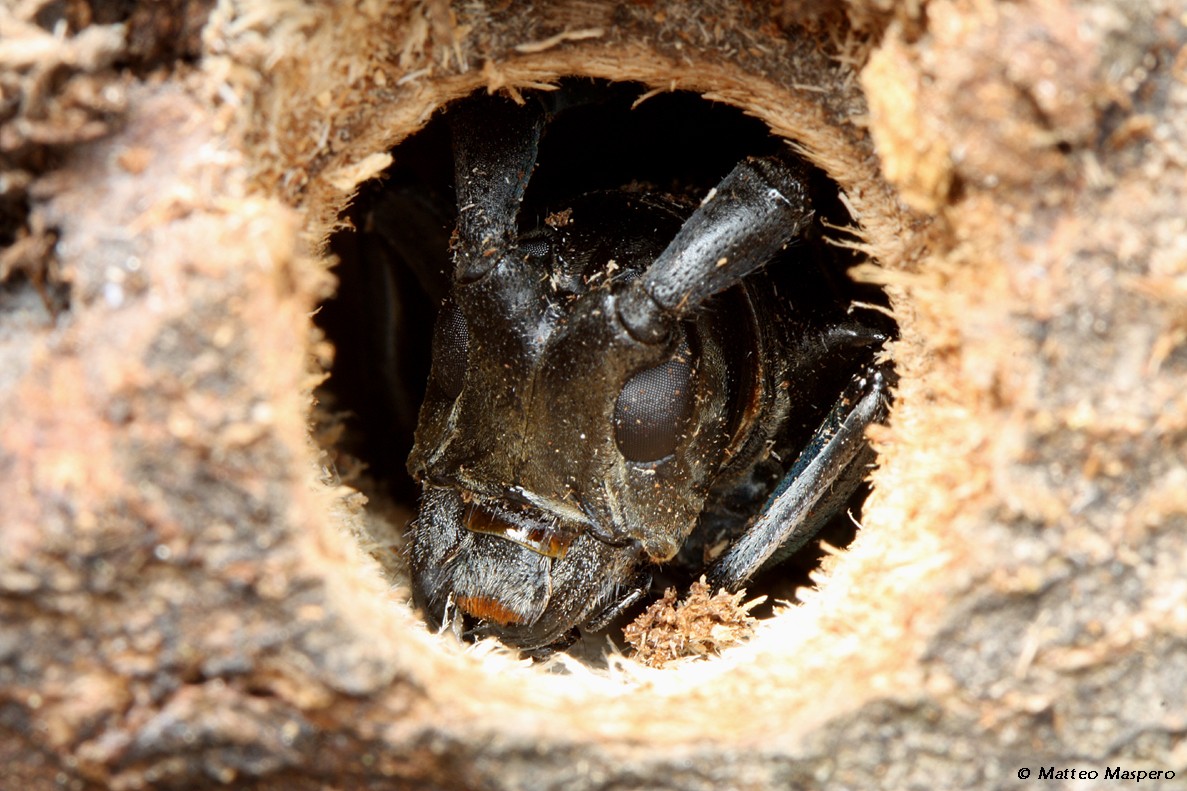 Simahátú csillagoscincér - Anoplophora glabripennis imágó és röpnyílása