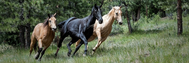 Amit érdemes tudni a lovak fertőző kevésvérűségéről