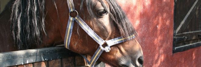 Tájékoztatás lovak fertőző kevésvérűségének járványügyi helyzetéről – 2015. június