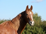Tájékoztatás lovak fertőző kevésvérűségének járványügyi helyzetéről 2. – 2015. december