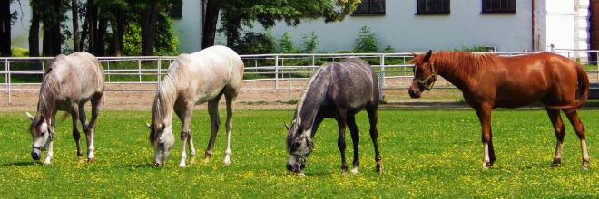 Tájékoztatás lovak fertőző kevésvérűségének járványügyi helyzetéről – 2016. június