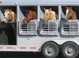 Lovak (lófélék) szállításának, utaztatásának, mozgatásának feltételei