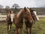 Tájékoztatás lovak fertőző kevésvérűségének járványügyi helyzetéről 3. – 2015. augusztus