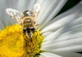 Fordítsunk fokozott figyelmet a méhek védelmére!