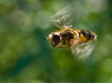 Fokozott figyelem a méhek védelme érdekében