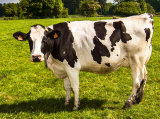 Már a tehenek is „szűrhetők” az ENAR-ban – avagy támogatás  a tejhasznú tehén támogatáshoz