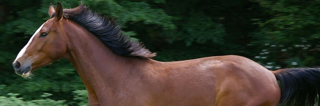 Tájékoztatás lovak fertőző kevésvérűségének járványügyi helyzetéről 1. – 2015. szeptember