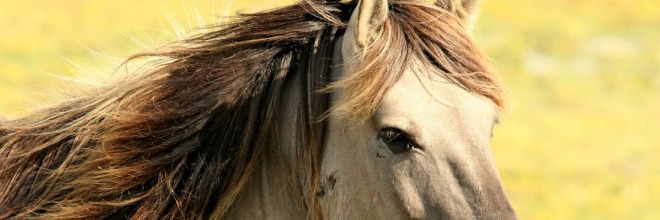 Tájékoztatás a lovak kevésvérűségi megbetegedése kapcsán