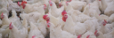 Parancsikon