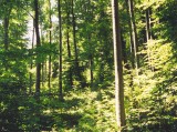 Egyre nagyobb teret nyer hazánkban a folyamatos erdőborítású erdőkezelés