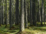 Idén is elkészült az erdészeti szektorra vonatkozó üvegházgáz-leltár