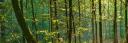 Parancsikon