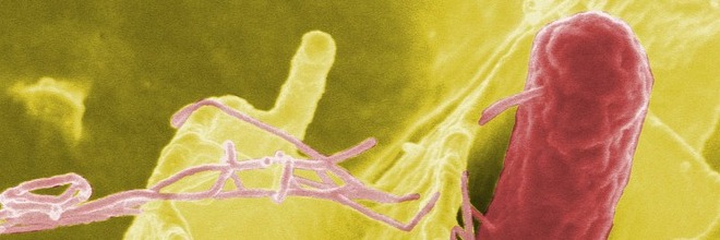 Eddig hét országot érint a Szalmonella járvány